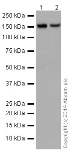 Western blot - Anti-Integrin alpha 2 antibody [EPR17338] - C-terminal (AB181548)