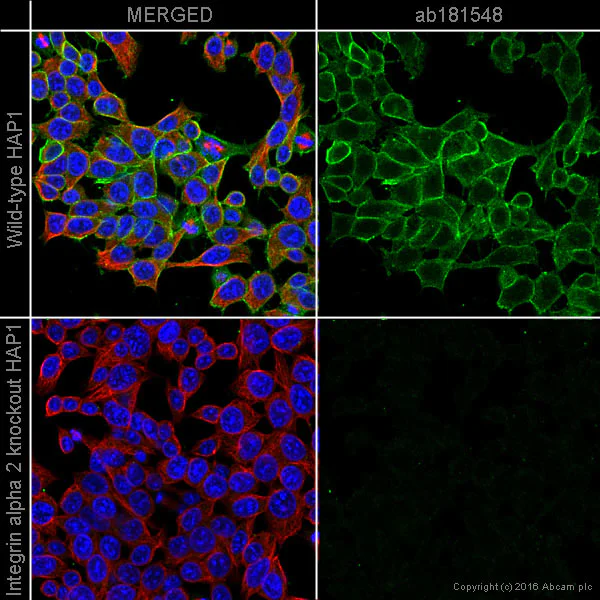Immunocytochemistry/ Immunofluorescence - Anti-Integrin alpha 2 antibody [EPR17338] - Low endotoxin, Azide free (AB222377)