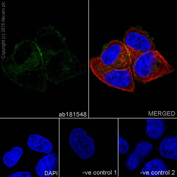 Immunocytochemistry/ Immunofluorescence - Anti-Integrin alpha 2 antibody [EPR17338] - Low endotoxin, Azide free (AB222377)