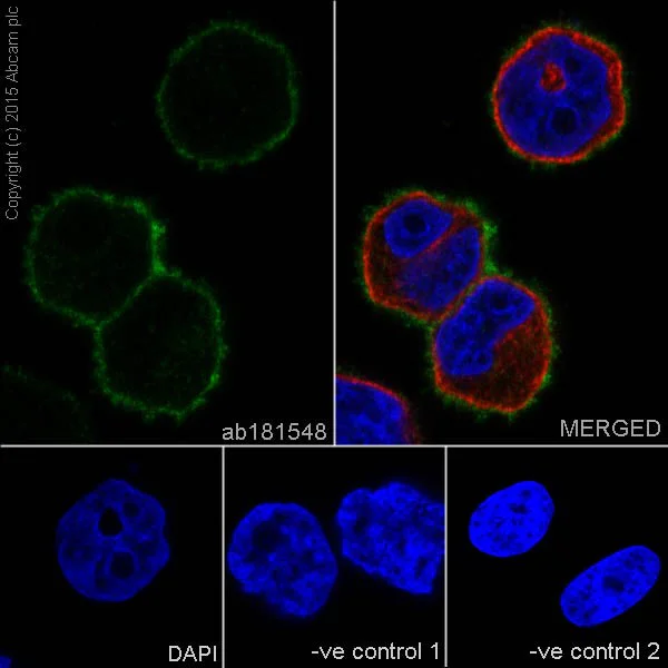 Immunocytochemistry/ Immunofluorescence - Anti-Integrin alpha 2 antibody [EPR17338] - Low endotoxin, Azide free (AB222377)