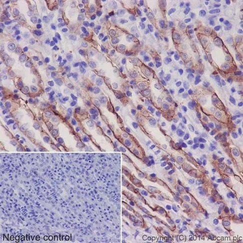 Immunohistochemistry (Formalin/PFA-fixed paraffin-embedded sections) - Anti-Integrin alpha 2 antibody [EPR17338] - Low endotoxin, Azide free (AB222377)