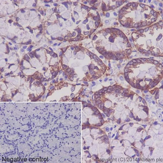 Immunohistochemistry (Formalin/PFA-fixed paraffin-embedded sections) - Anti-Integrin alpha 2 antibody [EPR17338] - Low endotoxin, Azide free (AB222377)