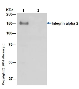 Immunoprecipitation - Anti-Integrin alpha 2 antibody [EPR17338] - Low endotoxin, Azide free (AB222377)