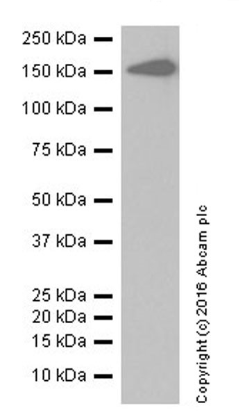 Western blot - Anti-Integrin alpha 2 antibody [EPR17349] (ab181549), expandable thumbnail