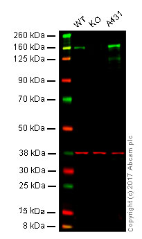 Western blot - Anti-Integrin alpha 2 antibody [EPR17349] (AB181549), expandable thumbnail