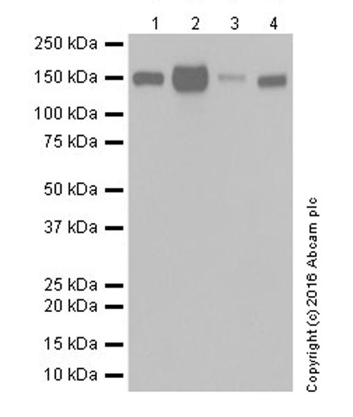 Western blot - Anti-Integrin alpha 2 antibody [EPR17349] (AB181549), expandable thumbnail