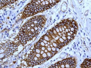 Immunohistochemistry (Formalin/PFA-fixed paraffin-embedded sections) - Anti-Integrin alpha 2 antibody [EPR5788] (ab133557), expandable thumbnail