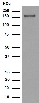 Western blot - Anti-Integrin alpha 2 antibody [EPR5788] (AB133557), expandable thumbnail