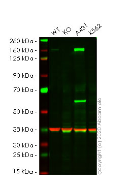 Western blot - Anti-Integrin alpha 2 antibody [EPR5789] - BSA and Azide free (AB247859), expandable thumbnail