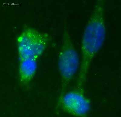 Immunocytochemistry/ Immunofluorescence - Anti-Integrin alpha 2+beta 1 antibody [16B4] (AB30483), expandable thumbnail