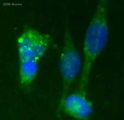 Immunocytochemistry/ Immunofluorescence - Anti-Integrin alpha 2+beta 1 antibody [16B4] (AB30483)