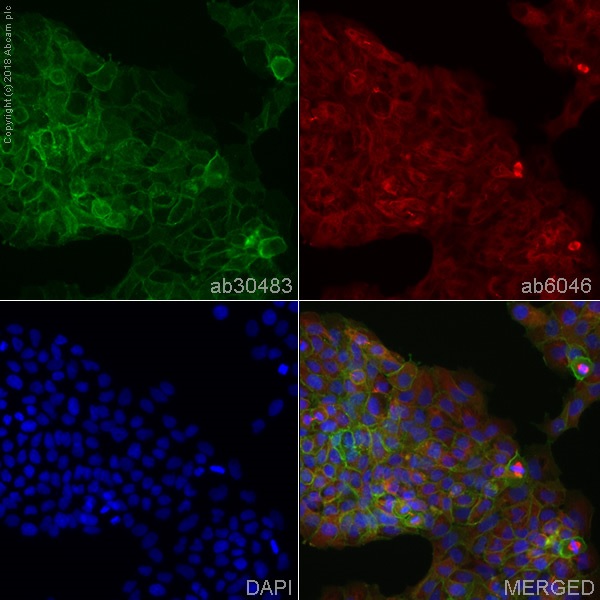Immunocytochemistry/ Immunofluorescence - Anti-Integrin alpha 2+beta 1 antibody [16B4] - BSA and Azide free (AB230290)