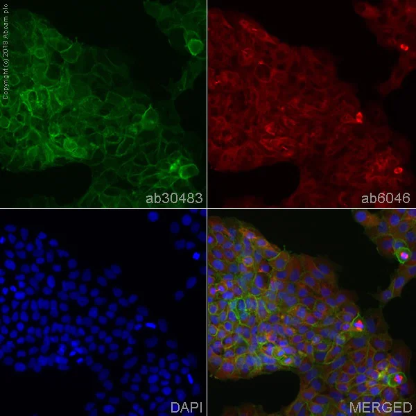 Immunocytochemistry/ Immunofluorescence - Anti-Integrin alpha 2+beta 1 antibody [16B4] - BSA and Azide free (AB230290)