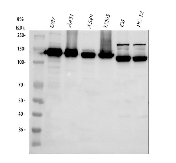 Western blot - Anti-Integrin alpha 3 antibody (AB131055), expandable thumbnail