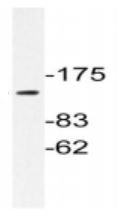 Western blot - Anti-Integrin alpha 3 antibody (AB190731), expandable thumbnail