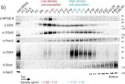 Western blot - Anti-Integrin alpha 3 antibody (AB190731), expandable thumbnail