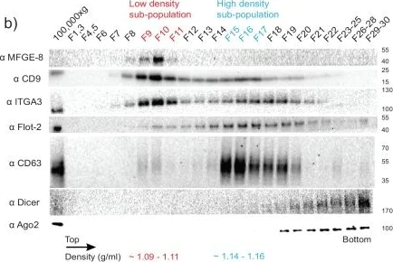 Western blot - Anti-Integrin alpha 3 antibody (AB190731)