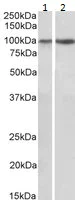 Western blot - Anti-Integrin alpha 3 antibody (AB223661)