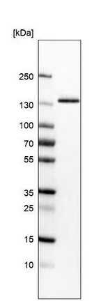 Western blot - Anti-Integrin alpha 3 antibody [CL6937] (ab242196), expandable thumbnail