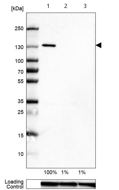 Western blot - Anti-Integrin alpha 3 antibody [CL6937] (AB242196), expandable thumbnail