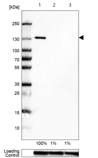 Western blot - Anti-Integrin alpha 3 antibody [CL6937] (AB242196)