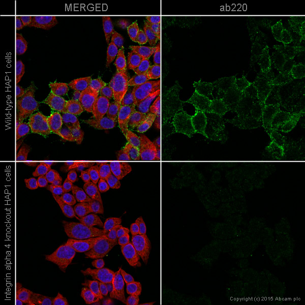Immunocytochemistry/ Immunofluorescence - Anti-Integrin alpha 4/CD49D antibody [44H6] (AB220)