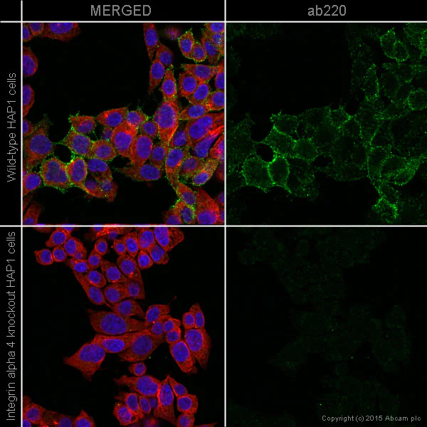 Immunocytochemistry/ Immunofluorescence - Anti-Integrin alpha 4/CD49D antibody [44H6] (AB220)