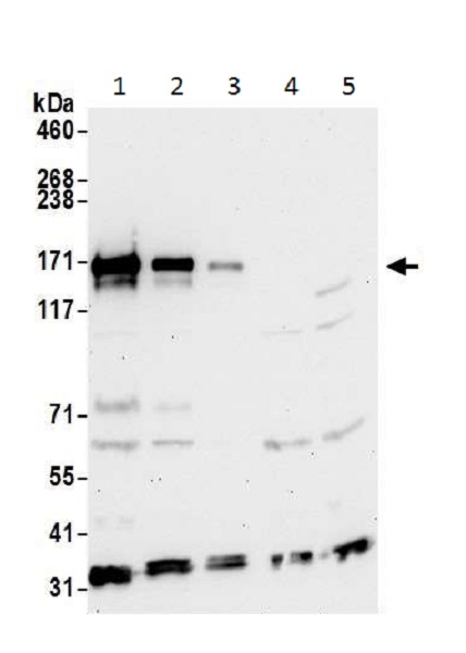 Western blot - Anti-Integrin alpha 4/CD49D antibody (AB226362)