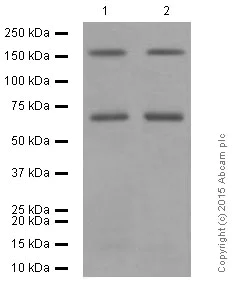 Western blot - Anti-Integrin alpha 4/CD49D (phospho S988) antibody [EPR2343] (AB75760)