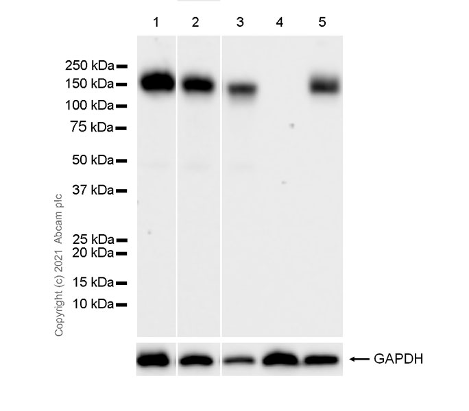 Western blot - Anti-Integrin alpha 5 antibody [1/CD49e] - BSA and Azide free (AB288773), expandable thumbnail