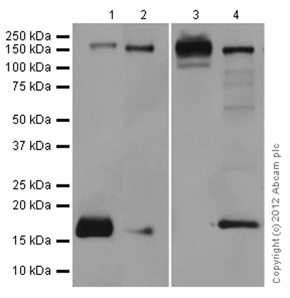 Anti-Integrin alpha 5 antibody [EPR7854] KO tested (ab150361) | Abcam