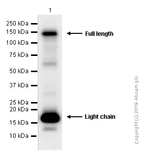 Western blot - Anti-Integrin alpha 5 antibody [EPR7854] (AB150361)