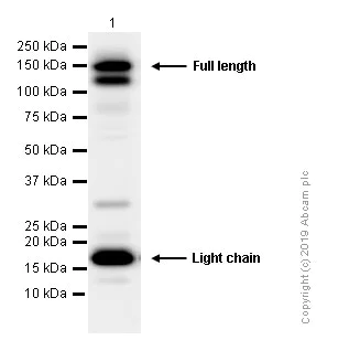 Western blot - Anti-Integrin alpha 5 antibody [EPR7854] (AB150361)