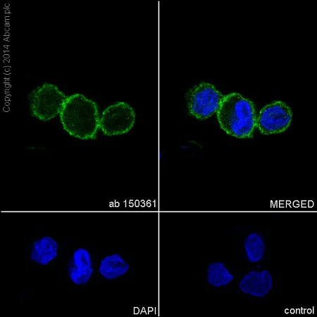 Immunocytochemistry/ Immunofluorescence - Anti-Integrin alpha 5 antibody [EPR7854] - BSA and Azide free (AB239400)