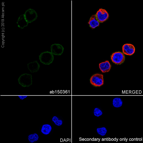 Immunocytochemistry/ Immunofluorescence - Anti-Integrin alpha 5 antibody [EPR7854] - BSA and Azide free (AB239400), expandable thumbnail