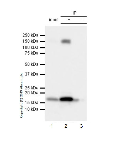 Immunoprecipitation - Anti-Integrin alpha 5 antibody [EPR7854] - BSA and Azide free (AB239400), expandable thumbnail
