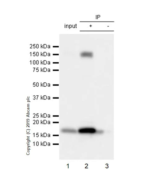 Immunoprecipitation - Anti-Integrin alpha 5 antibody [EPR7854] - BSA and Azide free (AB239400)
