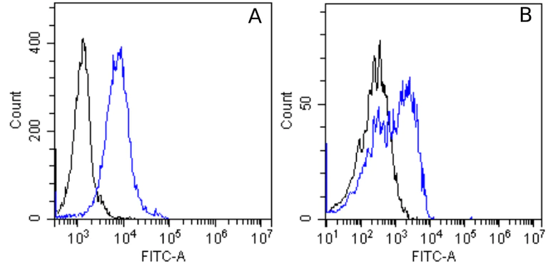 Flow Cytometry - Anti-Integrin alpha 5 + beta 1 antibody [M200 (Volociximab)] - Rabbit IgG (Chimeric) (AB275977)