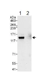 Immunoprecipitation - Anti-Integrin alpha 6 antibody (AB134579)