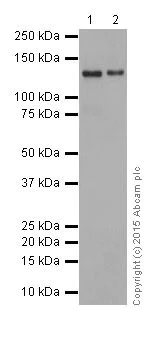 Western blot - Anti-Integrin alpha 6 antibody [EPR18124] (AB181551)