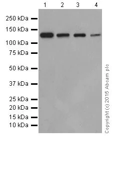 Western blot - Anti-Integrin alpha 6 antibody [EPR18124] (AB181551)