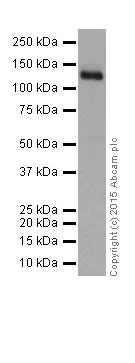 Western blot - Anti-Integrin alpha 6 antibody [EPR18124] (AB181551)
