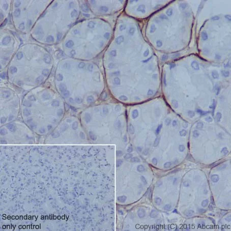 Immunohistochemistry (Formalin/PFA-fixed paraffin-embedded sections) - Anti-Integrin alpha 6 antibody [EPR18124] - BSA and Azide free (AB240252)