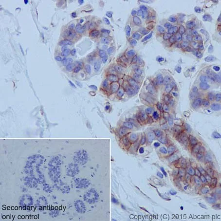 Immunohistochemistry (Formalin/PFA-fixed paraffin-embedded sections) - Anti-Integrin alpha 6 antibody [EPR18124] - BSA and Azide free (AB240252)