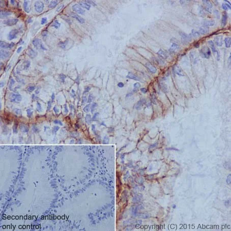 Immunohistochemistry (Formalin/PFA-fixed paraffin-embedded sections) - Anti-Integrin alpha 6 antibody [EPR18124] - BSA and Azide free (AB240252)