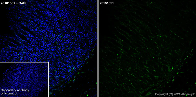 Immunohistochemistry (Frozen sections) - Anti-Integrin alpha 6 antibody [EPR18124] - BSA and Azide free (AB240252)