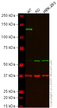 Western blot - Anti-Integrin alpha 6 antibody [EPR18124] - BSA and Azide free (AB240252)
