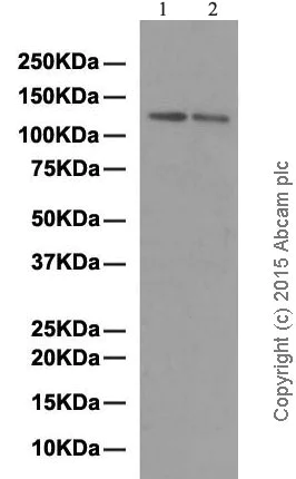 Western blot - Anti-Integrin alpha 6 antibody [EPR5578] (AB124924)