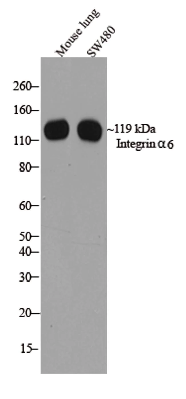 Western blot - Anti-Integrin alpha 6 antibody [RP23040047] (AB308050)