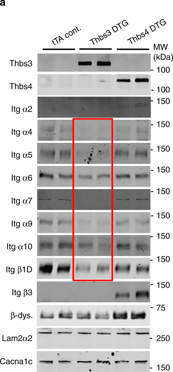 Western blot - Anti-Integrin alpha 9 antibody [EPR9722] (AB140599)